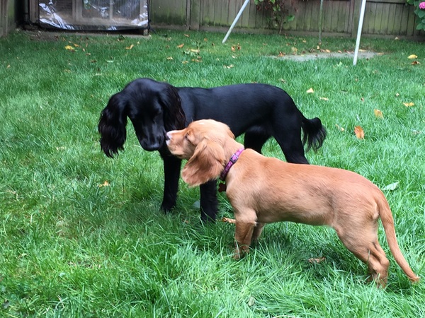 Working cocker spaniel decision!