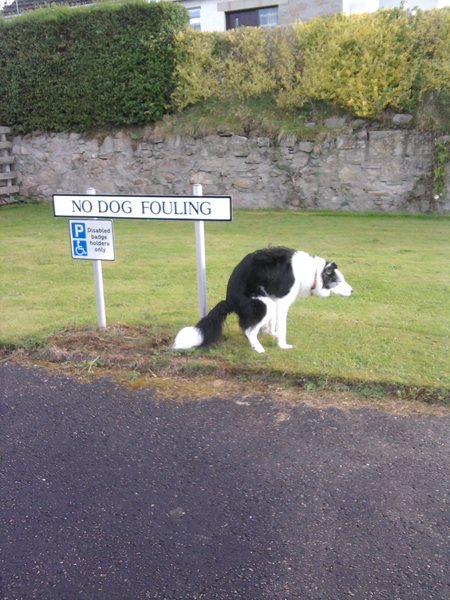 Dick moves your pets have made