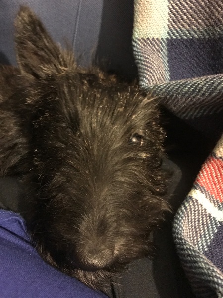 What's special about your breed of dog?