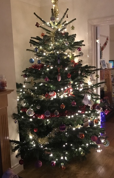 Show Us Your TREES!
