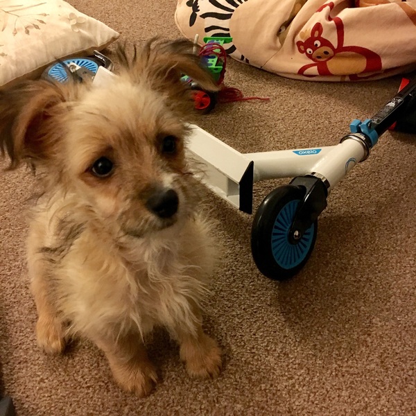 What's special about your breed of dog?