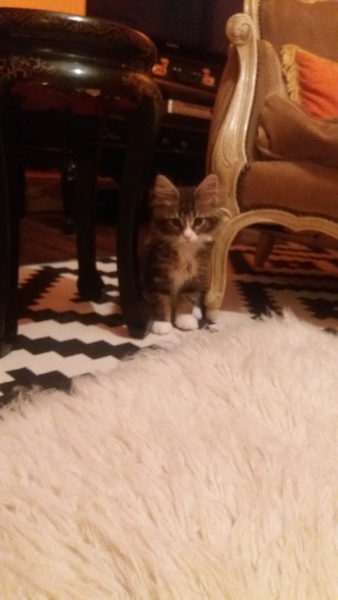 New Kitten (with picture!)