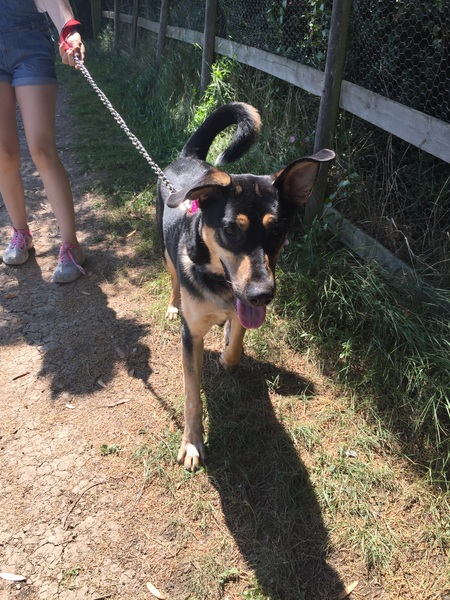 Dog DNA test - the results are in!