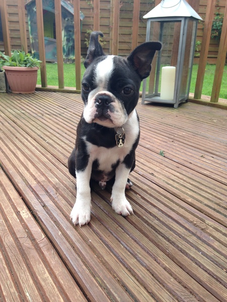 Does this breed exist?