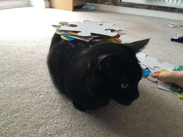 Balancing objects on cats.