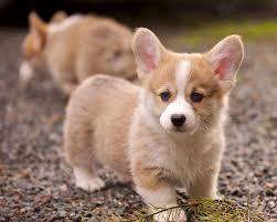 What's special about your breed of dog?