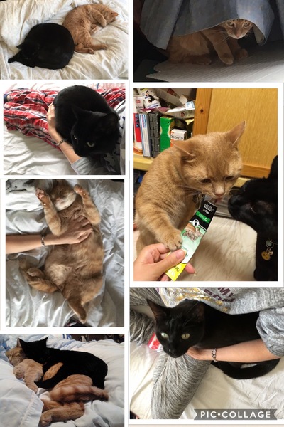 Dick moves your pets have made