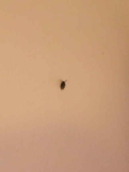 Flies!