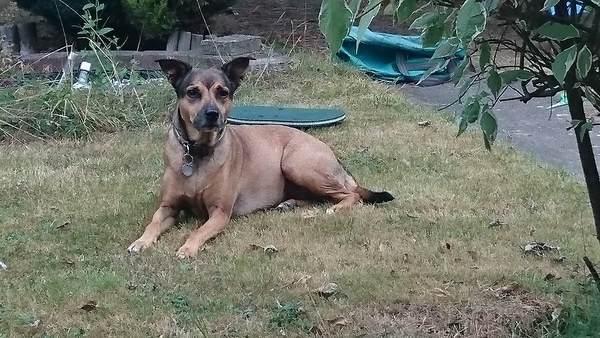 Dog DNA test - the results are in!