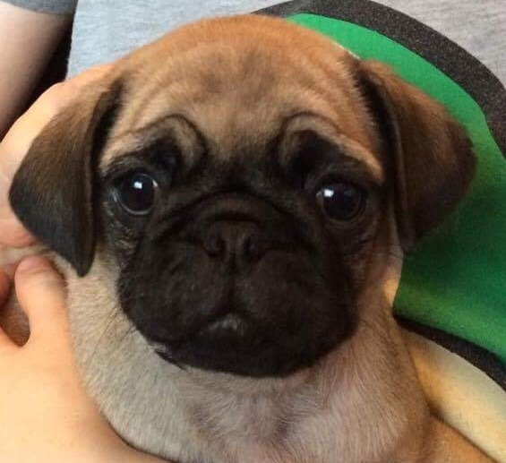 Our new addition