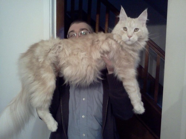 How big is your biggest cat?