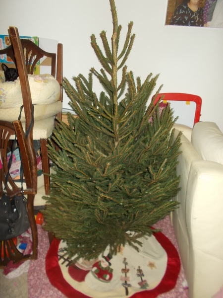 To think natural Christmas trees are rubbish