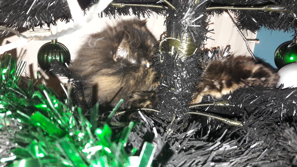 Cat V Tree