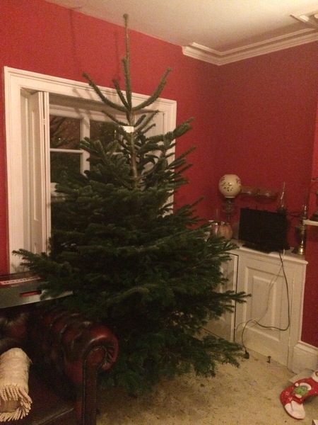 How much of a prat am I going to look if I ask them to replace this tree?