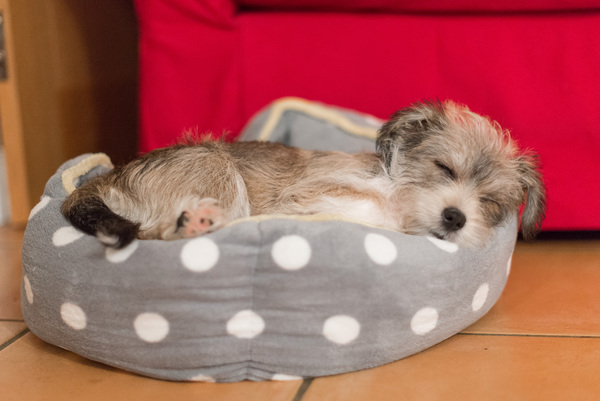 Housetraining a puppy