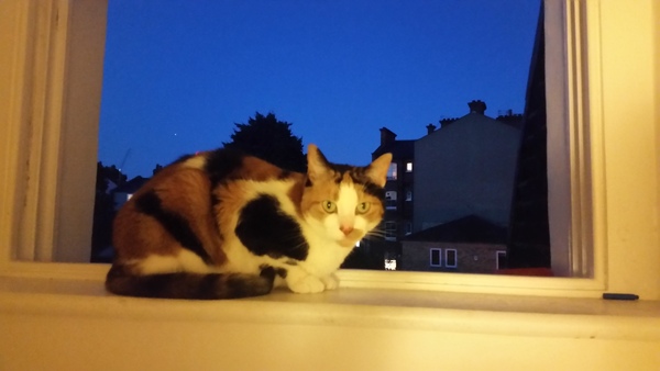 Dick moves your pets have made