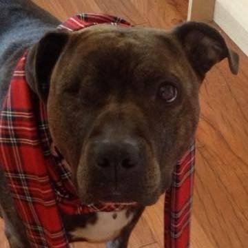 Dog DNA test - the results are in!
