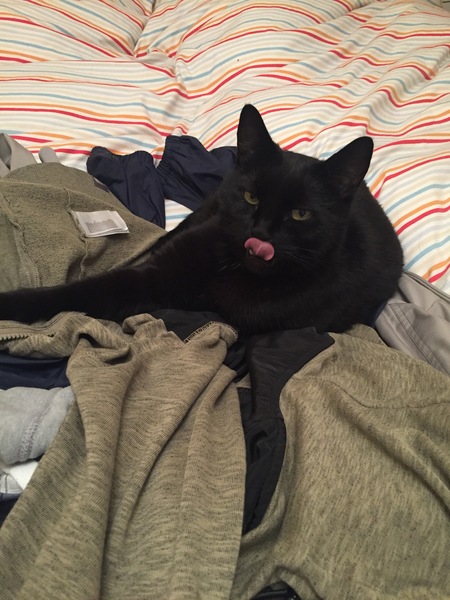WIBU to wake up my kitten because he kept me up all night? *pics*