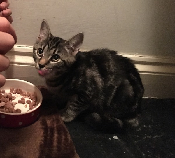 New kitten