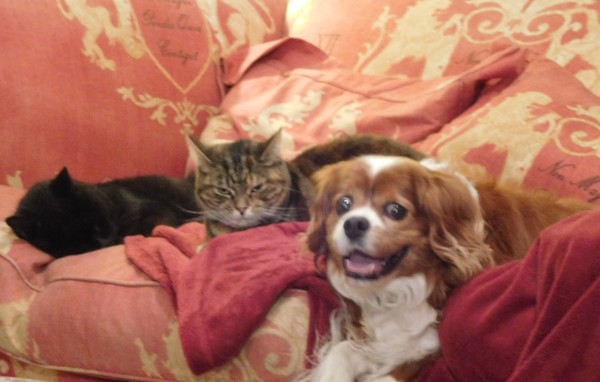 Cat/Kitten experts please help