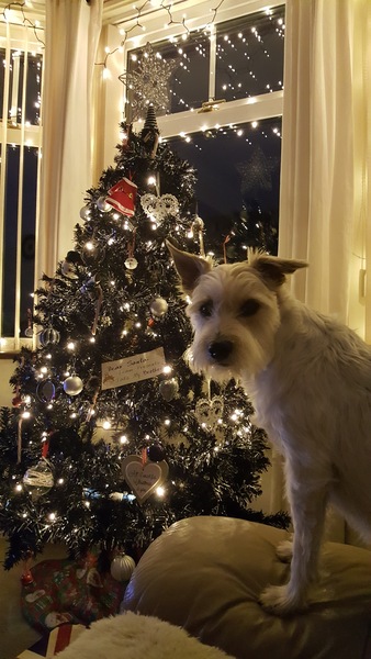 Show Us Your TREES!