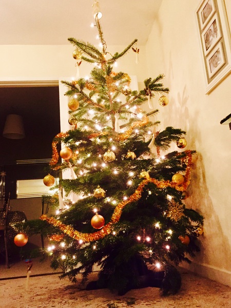 Show Us Your TREES!
