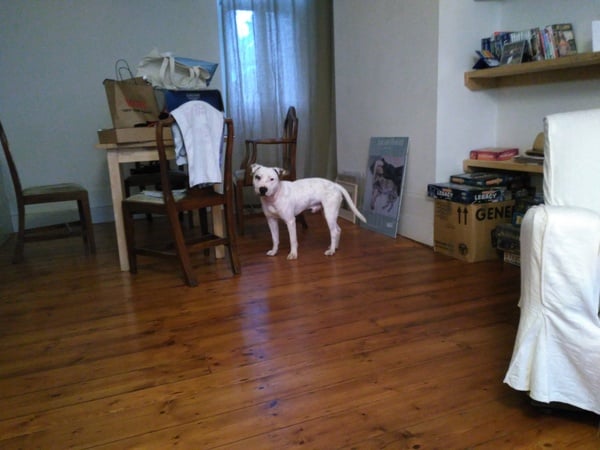 How far does your staffie walk?