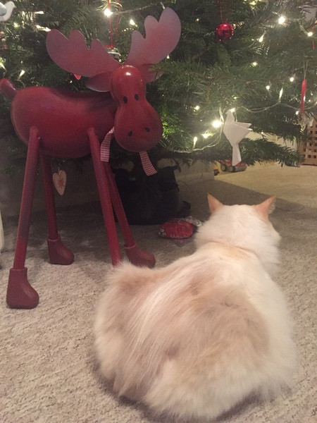 Marvellous Frugaleers - Chatting and saving through November, and into December.