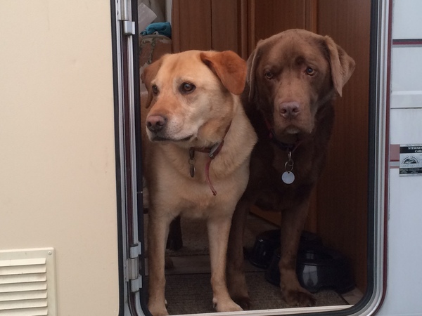 Why are Labradors so expensive? Would get a rescue, but we already have a cat....