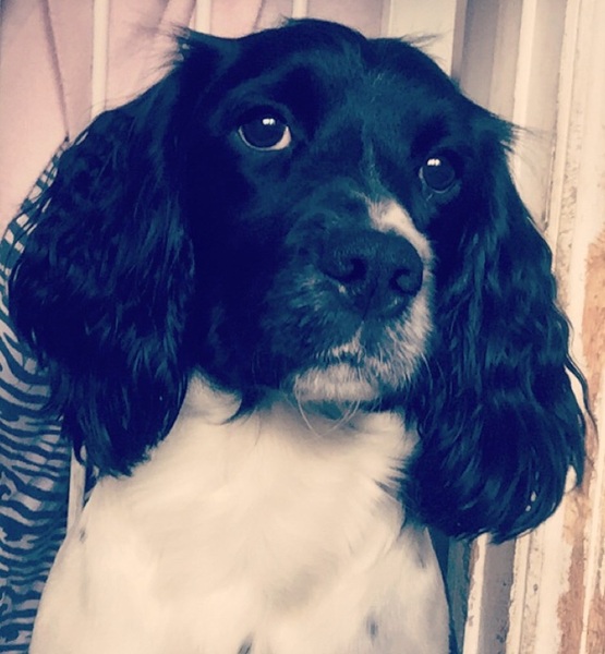Working cocker spaniel decision!