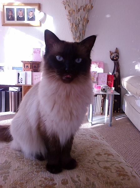WIBU to wake up my kitten because he kept me up all night? *pics*