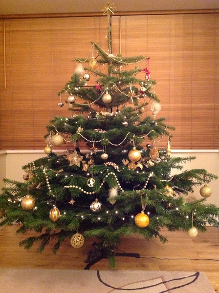 Show Us Your TREES!