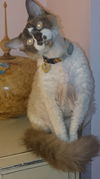 Show me your pussy!