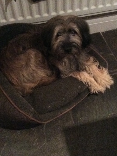 What's special about your breed of dog?