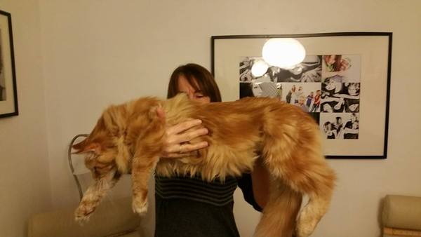 How big is your biggest cat?
