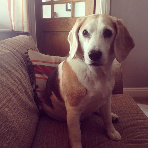 What's special about your breed of dog?