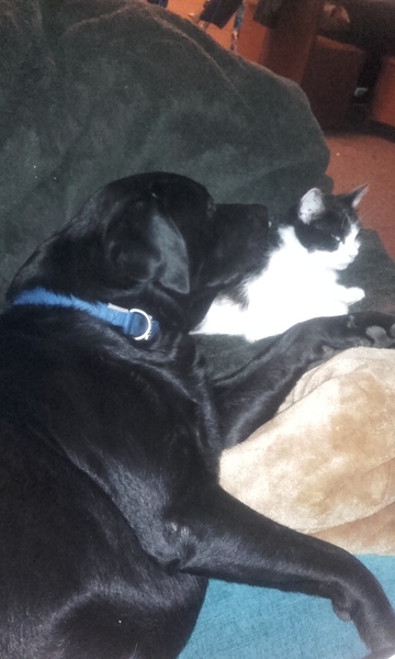 Dick moves your pets have made