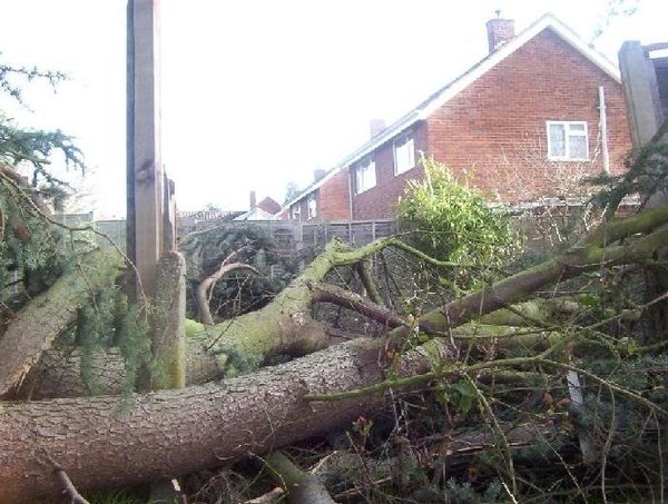 How much of a prat am I going to look if I ask them to replace this tree?