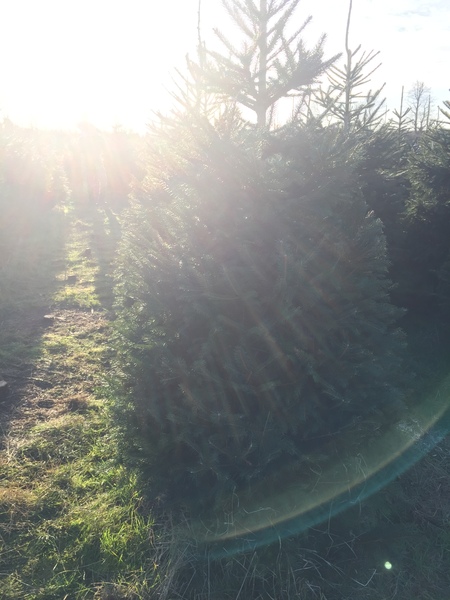 Show Us Your TREES!