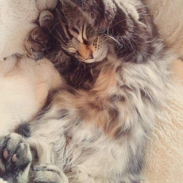 WIBU to wake up my kitten because he kept me up all night? *pics*