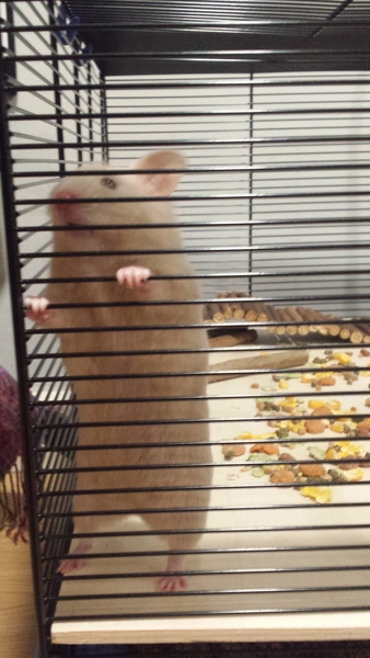 Best cage and breed of hamster for me [smile]