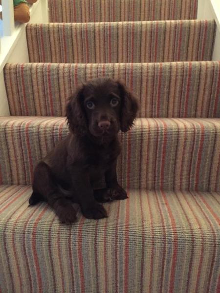 Fun ways of telling daughter her gift is a puppy.