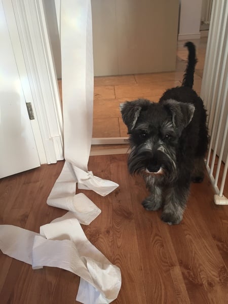 Schnauzer or ordinary small dog owners please come here!