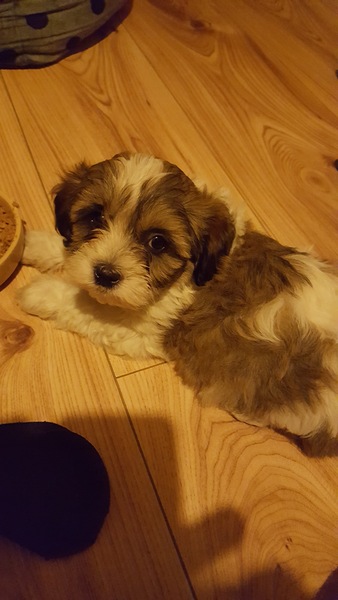 What's special about your breed of dog?