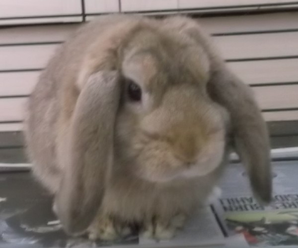 Strangest Christmas presents your DC have asked for?