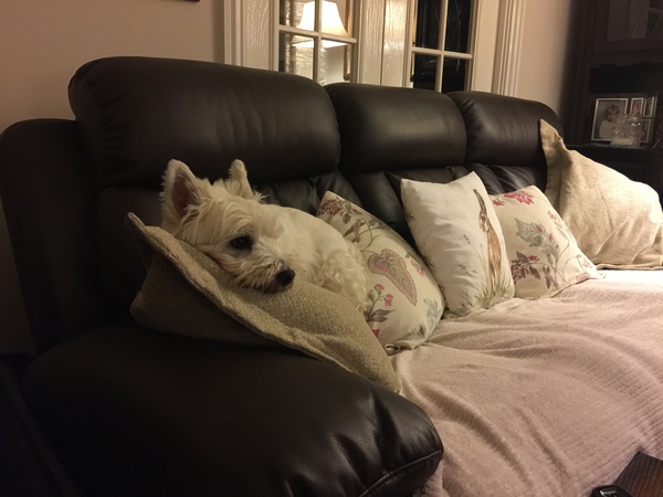 What's special about your breed of dog?