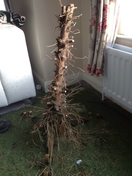 How long does a real tree last?