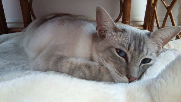 Help, my Siamese needs an ASBO!