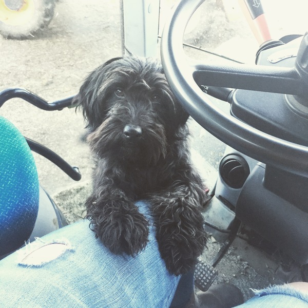 What's special about your breed of dog?