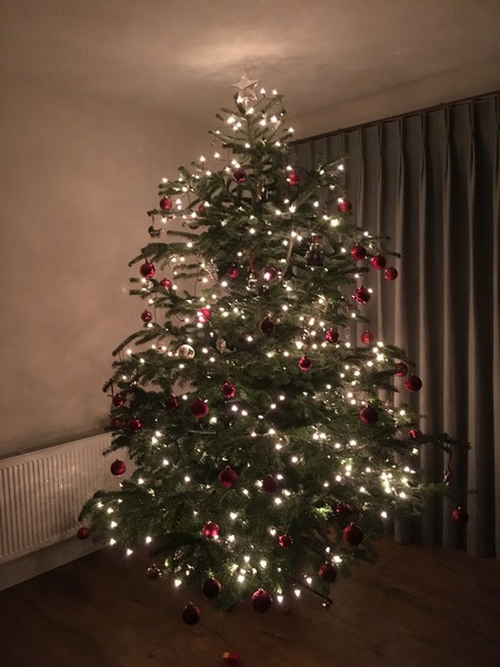 Show Us Your TREES!